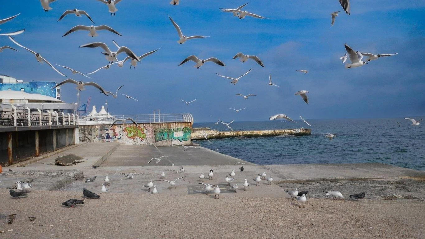 Чорне море під прицілом: як російські удари по портах руйнують екосистему Одещини